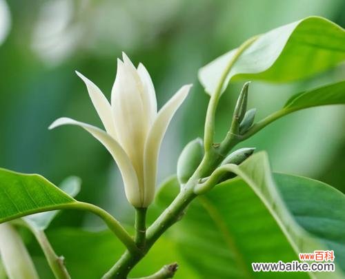 白兰花树的花语具体是什么意思？