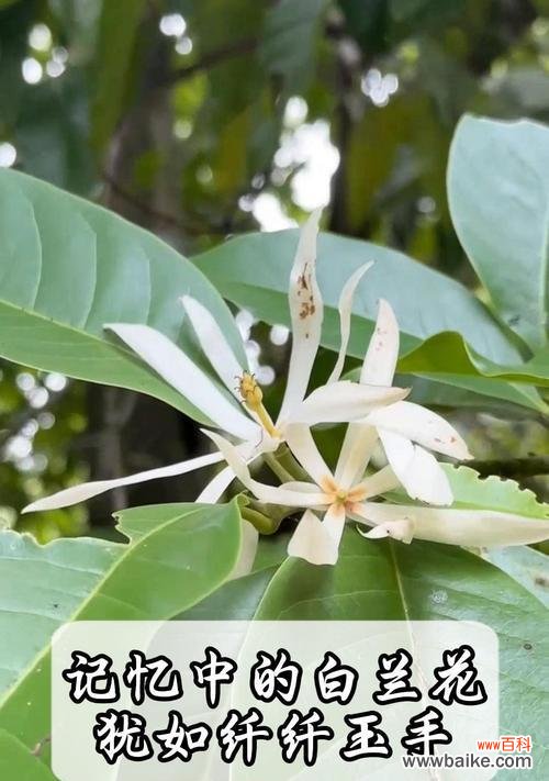 白兰花树的花语具体是什么意思？