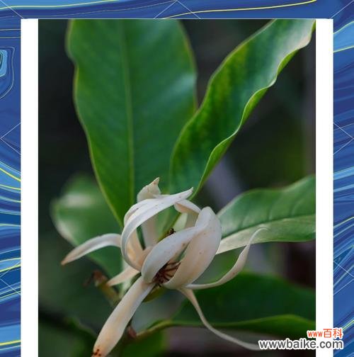 白兰花树的花语具体是什么意思？