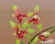 十八格格建兰的花语是什么？建兰花语有哪些？