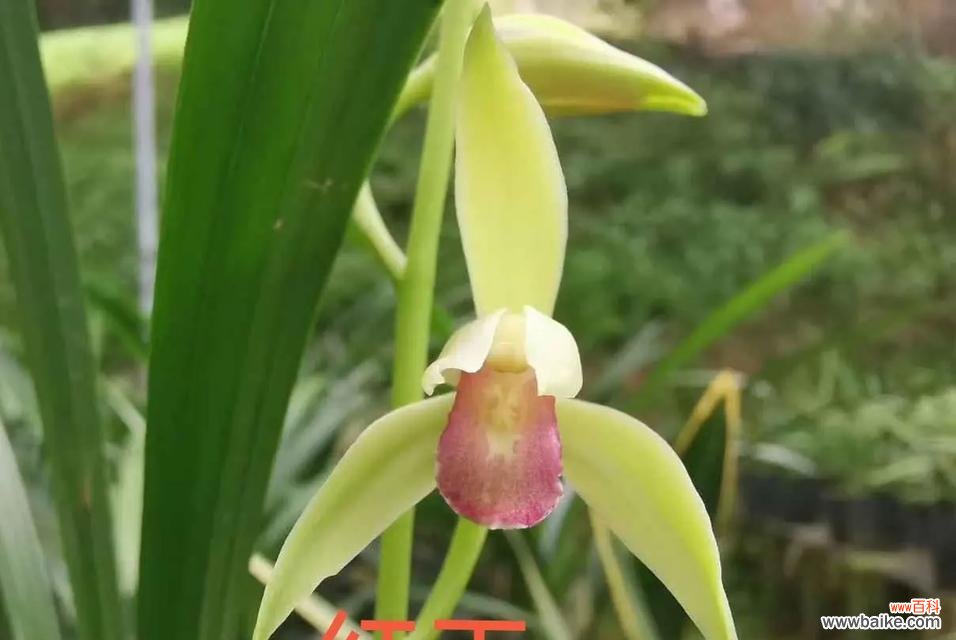 十八格格建兰的花语是什么？建兰花语有哪些？