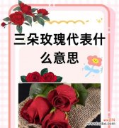 花语蝶代表了哪些情感？