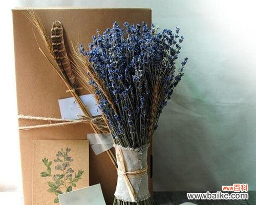 花语蝶代表了哪些情感？