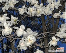 谁知道玉兰花的花语是什么？它象征着什么？