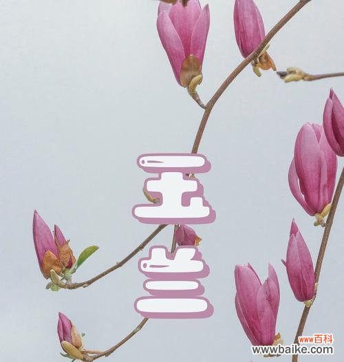 谁知道玉兰花的花语是什么?它象征着什么?