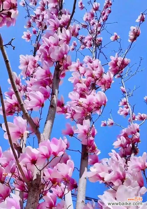 谁知道玉兰花的花语是什么?它象征着什么?