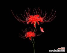 曹曼珠是什么花？花语复仇的含义是什么？