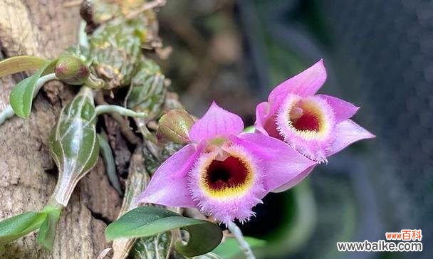 石斛的花语和寓意有哪些?石斛花语的含义是什么?