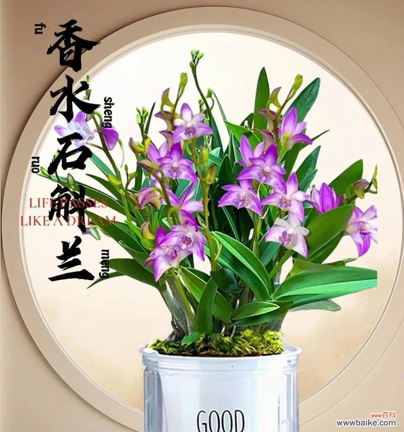 石斛的花语和寓意有哪些?石斛花语的含义是什么?