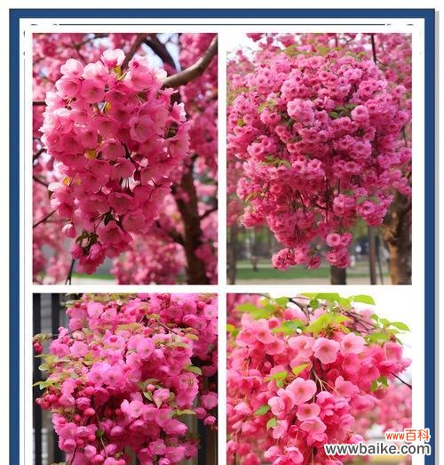 花森花语有何深层含义?它代表了哪些情感?