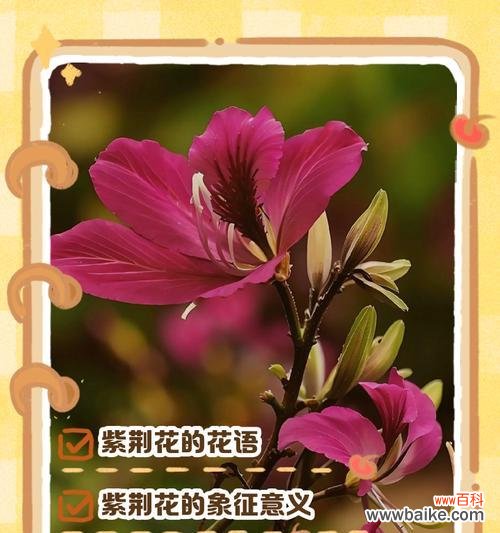 花森花语有何深层含义?它代表了哪些情感?