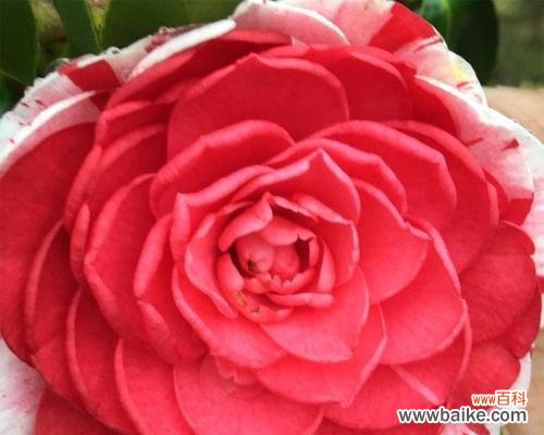 红色茶花所承载的花语有何含义?