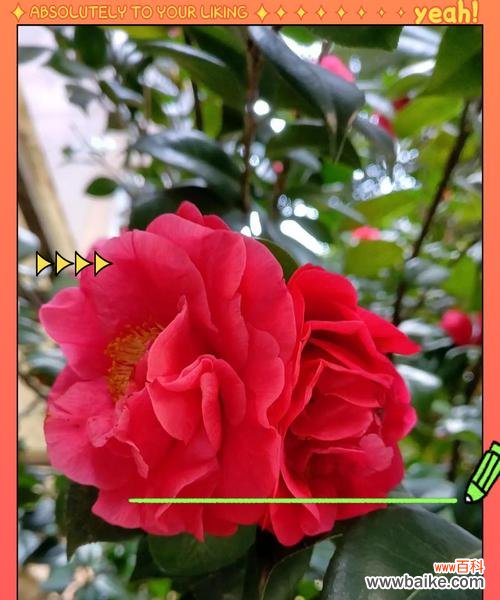 红色茶花所承载的花语有何含义?