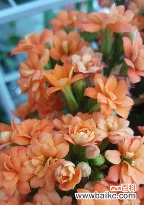 传递长寿祝福的花朵与其花语 花开长寿，寓意长寿的花语