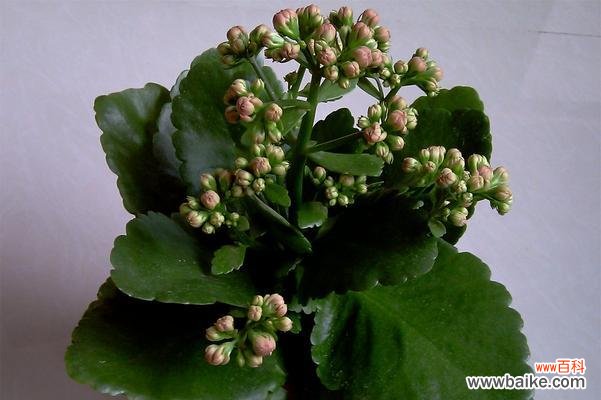 传递长寿祝福的花朵与其花语 花开长寿，寓意长寿的花语