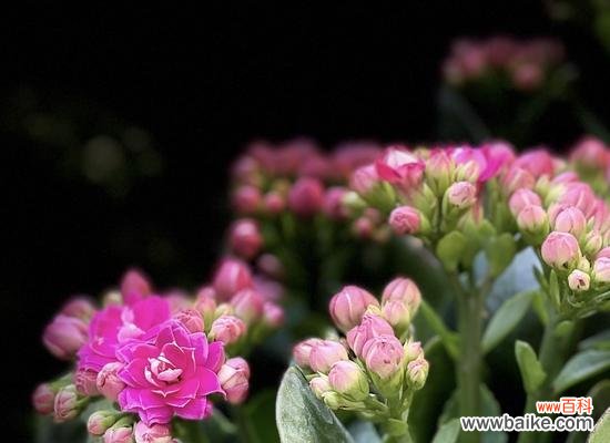 传递长寿祝福的花朵与其花语 花开长寿，寓意长寿的花语