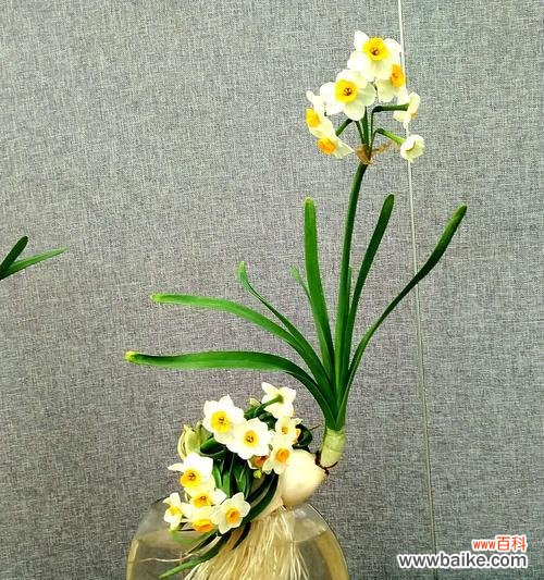 美丽、坚韧与希望的水仙花 水仙花的含义与象征