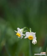 美丽、坚韧与希望的水仙花 水仙花的含义与象征