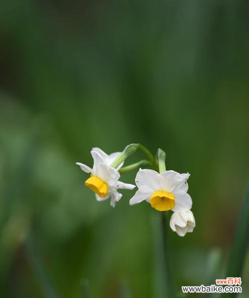美丽、坚韧与希望的水仙花 水仙花的含义与象征