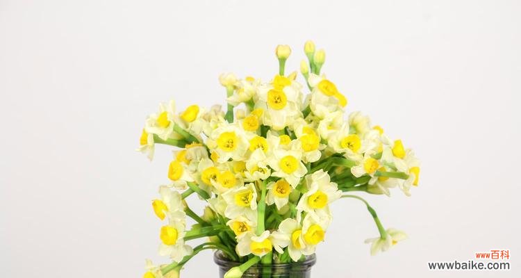 美丽、坚韧与希望的水仙花 水仙花的含义与象征