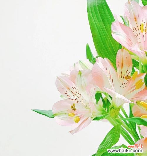 传承自古的花卉文化与魅力 水仙百合的花语与美丽传说