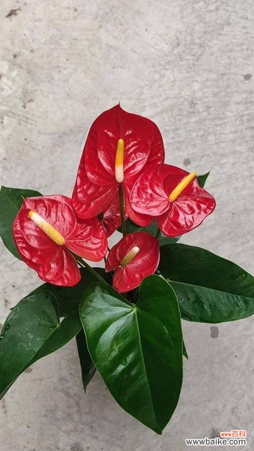 揭示红掌花水培的奇妙之处 水培红掌花语