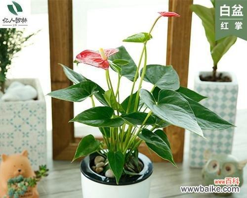 揭示红掌花水培的奇妙之处 水培红掌花语