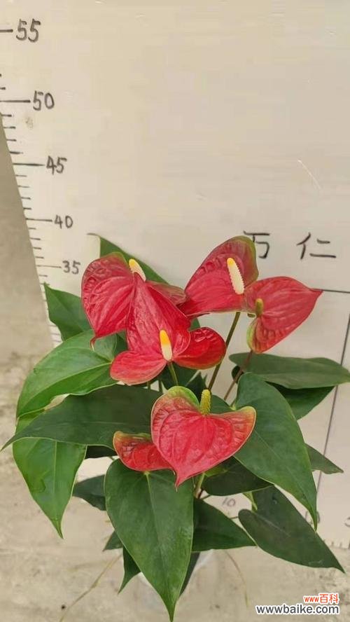 揭示红掌花水培的奇妙之处 水培红掌花语