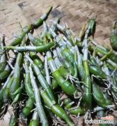 解读石斛兰的花语及象征意义 石斛兰花语的美丽寓意