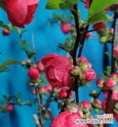 探寻双色海棠的花语和文化内涵 双色海棠花语的意义及传承之美