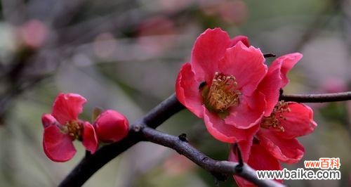 探寻双色海棠的花语和文化内涵 双色海棠花语的意义及传承之美