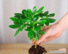 欣赏盆栽艺术，寓意财源滚滚 室内植物花