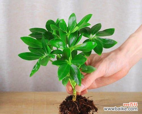 欣赏盆栽艺术,寓意财源滚滚 室内植物花