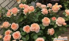 打造花园般的居室，品味无处不在的花香生活 室内养月季的乐趣