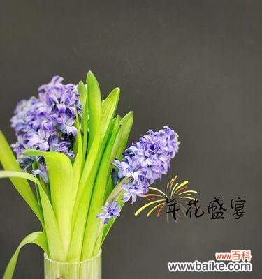 探索水培风信子的花语意义及养护方法 水培风信子花语