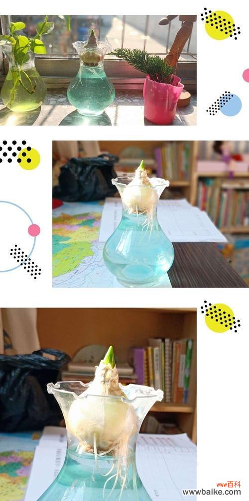 探索风信子在水培中的美丽花语 水培风信子的花语与寓意