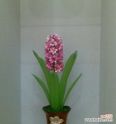 探索风信子在水培中的美丽花语 水培风信子的花语与寓意