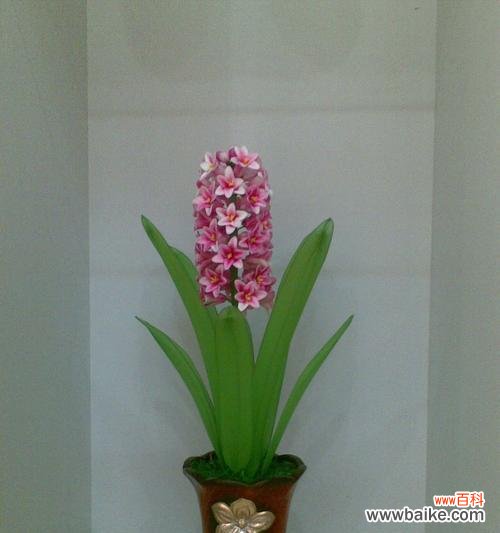 探索风信子在水培中的美丽花语 水培风信子的花语与寓意