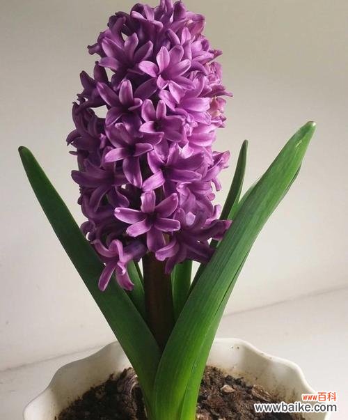 探索风信子在水培中的美丽花语 水培风信子的花语与寓意