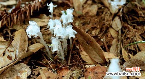 解读水晶兰花所传递的深刻寓意 水晶兰花语——花中的神秘力量