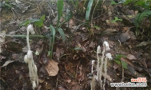 解读水晶兰花所传递的深刻寓意 水晶兰花语——花中的神秘力量