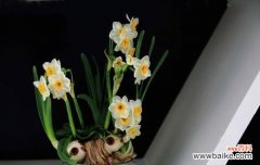 揭秘网络流行语背后的文化符号 解读“水仙梗”的意义与影响