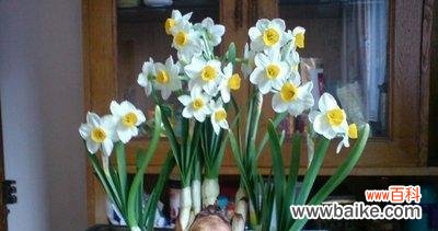 揭秘网络流行语背后的文化符号 解读“水仙梗”的意义与影响