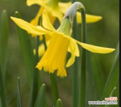 花开花落间,情意无言间 水仙与艾草