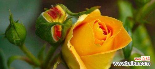 揭秘黄玫瑰的秘密 黄玫瑰的花语与含义