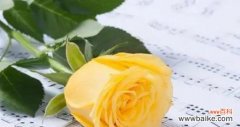 探索黄色玫瑰的深层含义及其象征意义 黄色玫瑰的花语与寓意