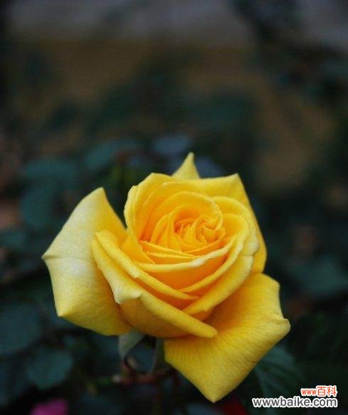 美丽 黄玫瑰的象征意义与内涵