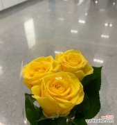 探索黄玫瑰的象征与感情 黄玫瑰的寓意与意义