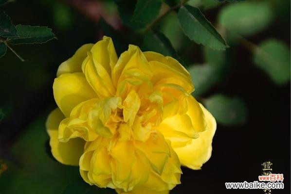 探寻黄蔷薇的隐含情感 黄蔷薇的花语与意义