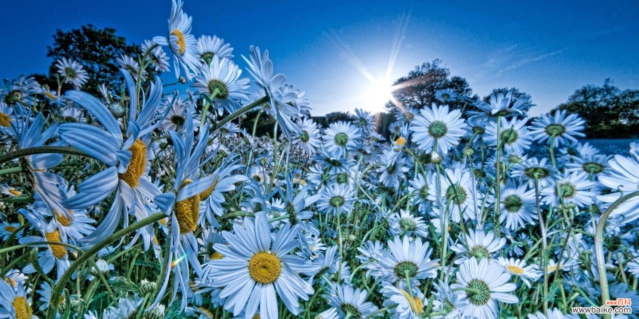 揭示黄色雏菊的花语和寓意 黄色雏菊花语与寓意